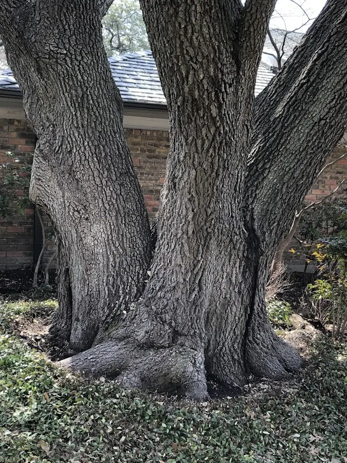 Mature heritage tree close to a Havre property cared for by certified arborists